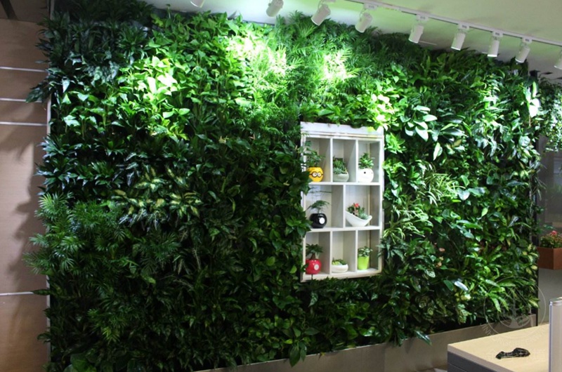 用绿色植物来做办公室装饰的几点建议
